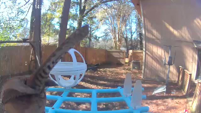 Carolina Wren - ML649431611