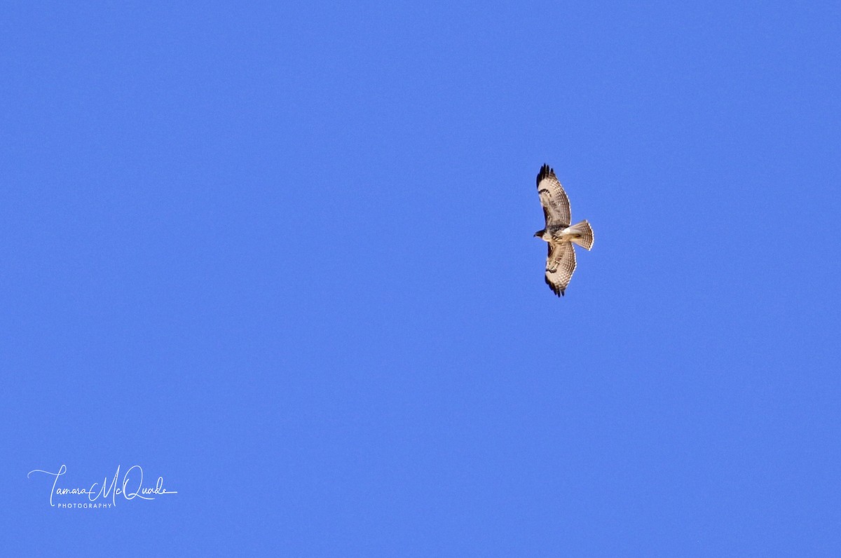 Red-tailed Hawk - ML64943191