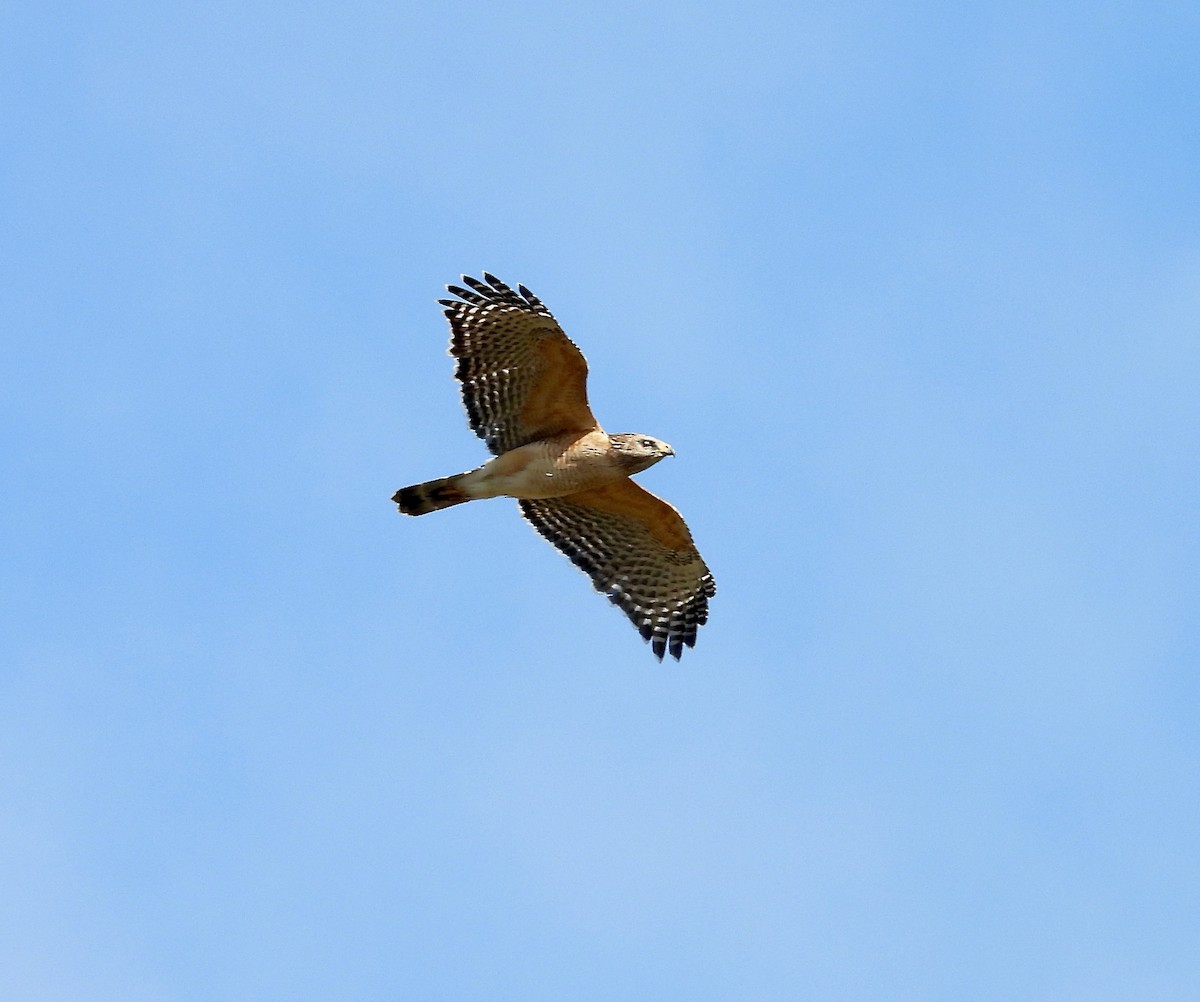 Red-shouldered Hawk - ML649431912