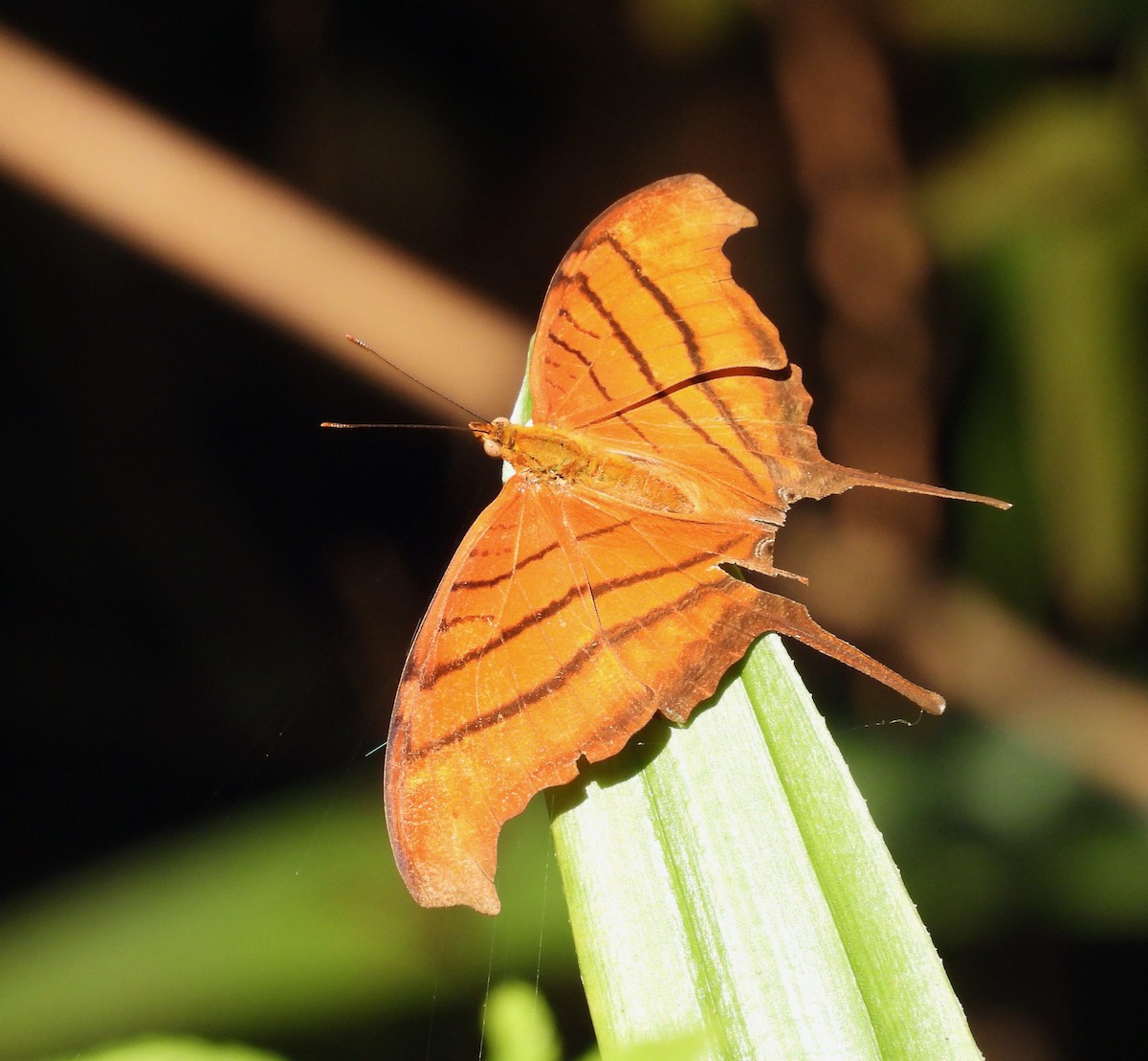 Insects - ML649431919