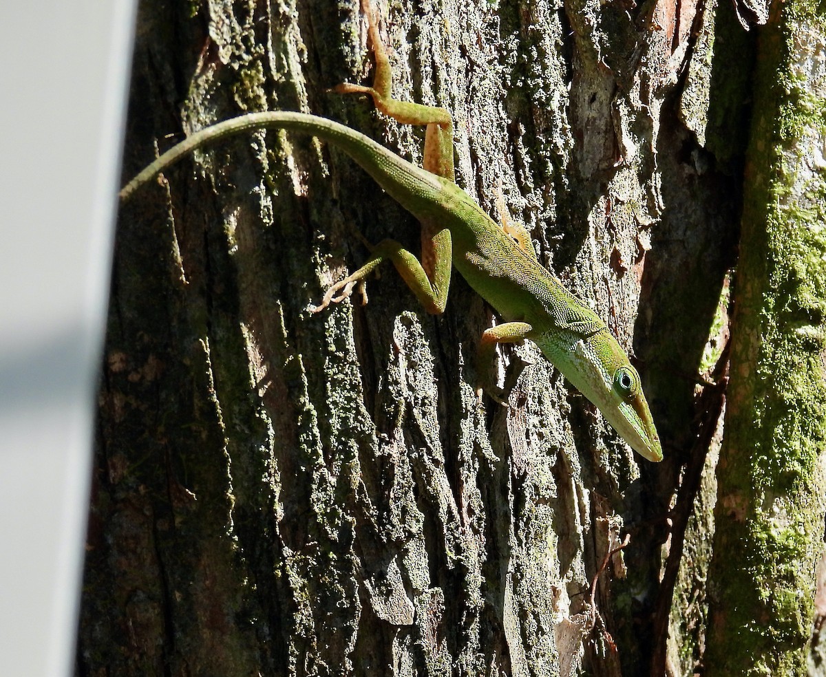 Reptiles - ML649431933