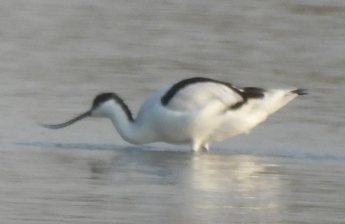 eBird Checklist - 30 Nov 2025 - Ras Al Khor - 3 species
