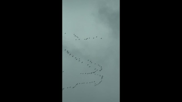 American White Pelican - ML649432017