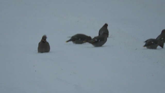 Bohemian Waxwing - ML649432565