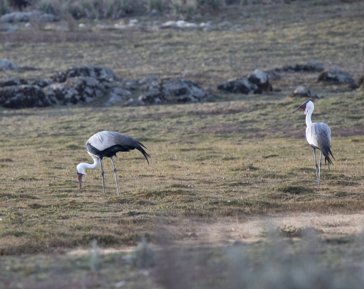 ホオカザリヅル - ML649432583