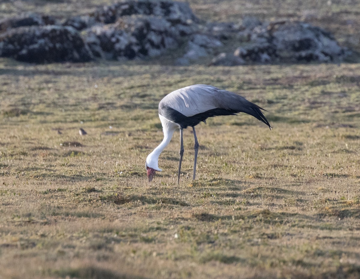 ホオカザリヅル - ML649432587