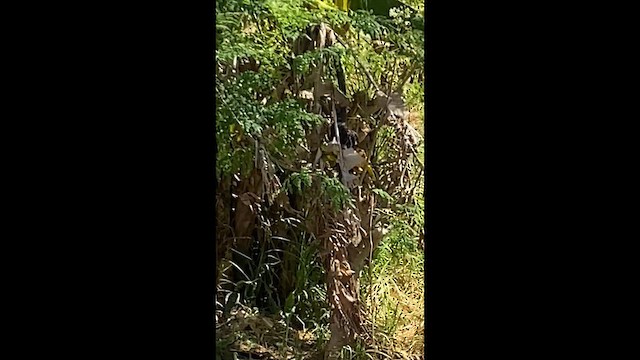 זהבן שחור-עורף - ML649432617