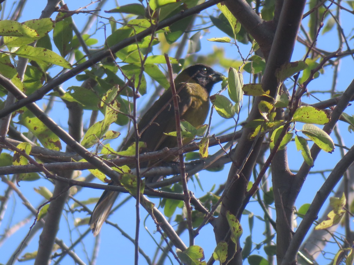 Crimson-collared Grosbeak - ML649432731