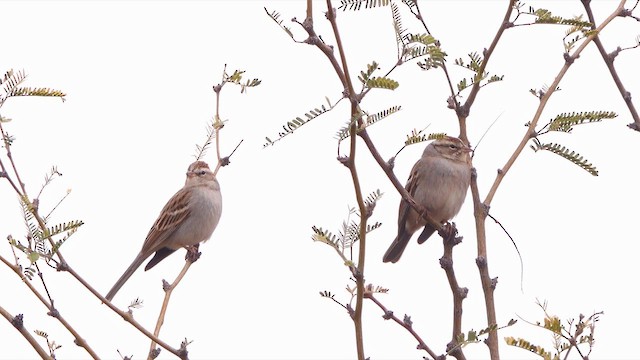 Chipping Sparrow - ML649432790