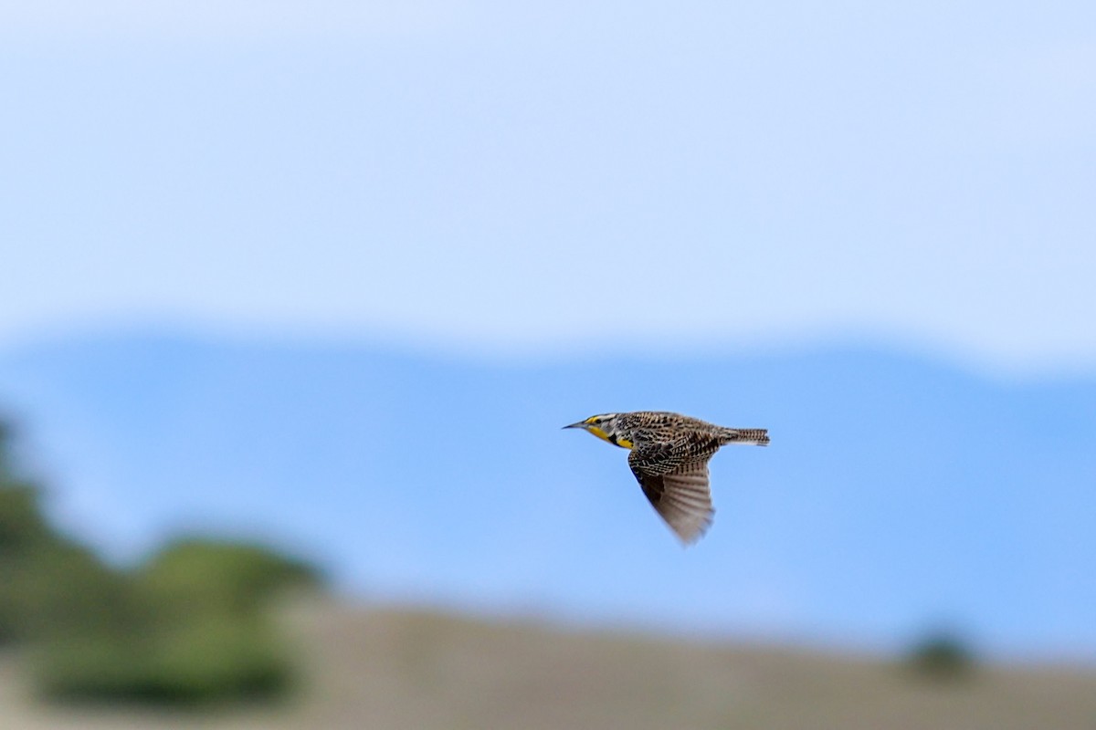 Western Meadowlark - ML649432865
