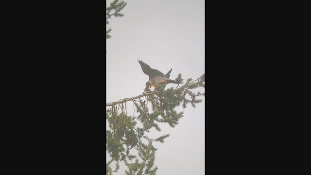 Peregrine Falcon - ML649432941