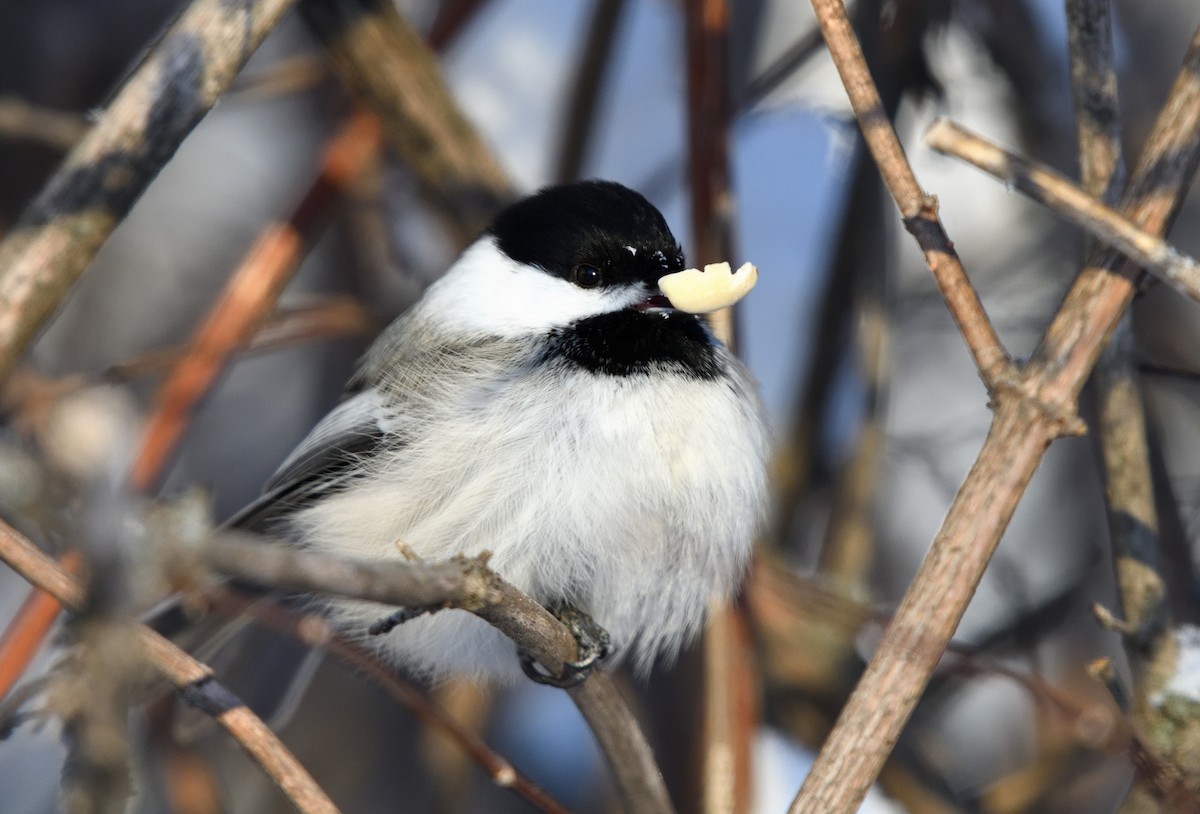 Schwarzkopfmeise - ML649432953