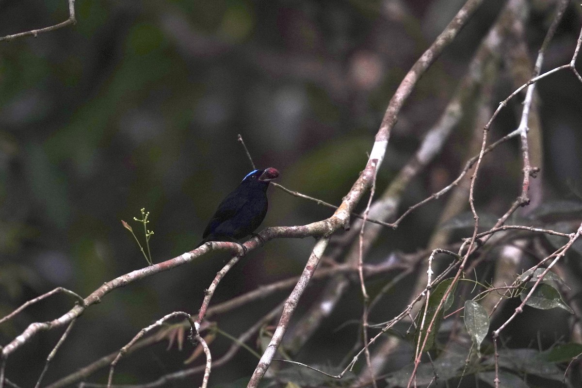 Samtpipra - ML649433072