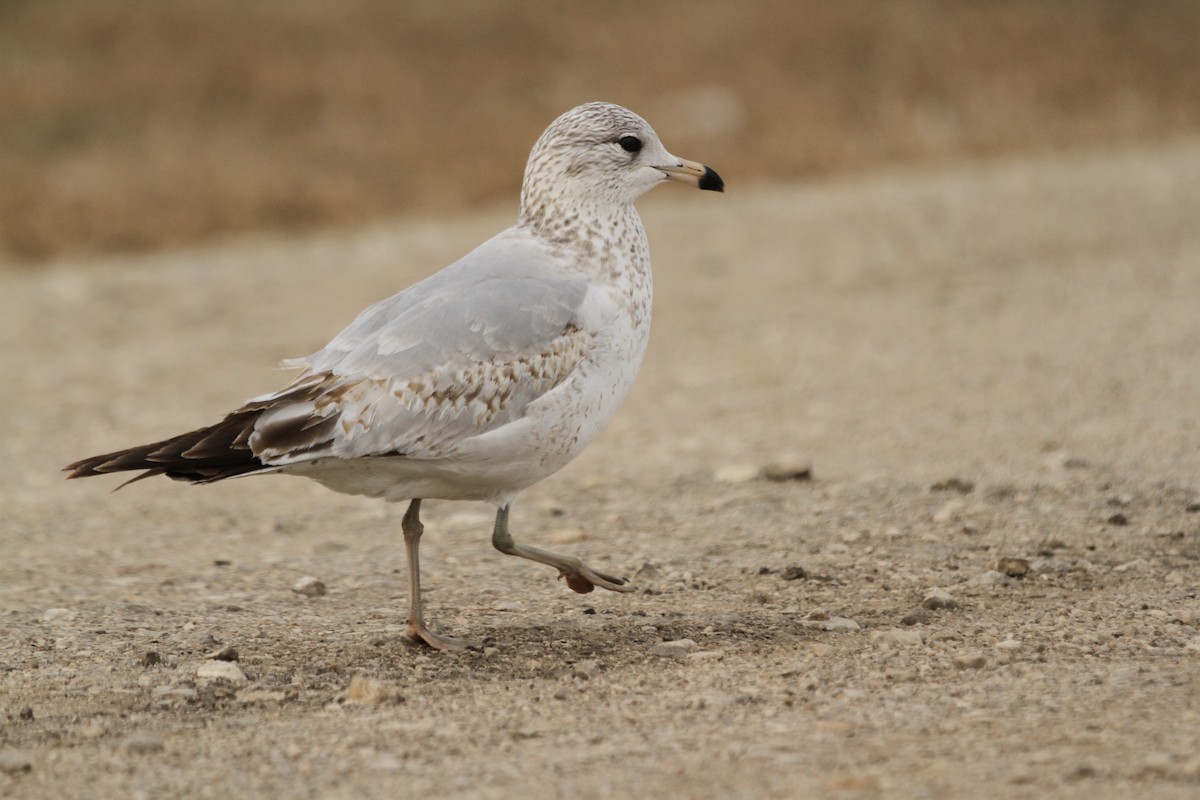 Ringschnabelmöwe - ML649433073