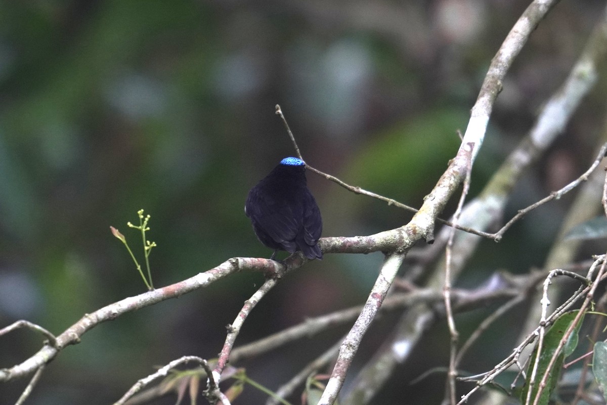 Samtpipra - ML649433074