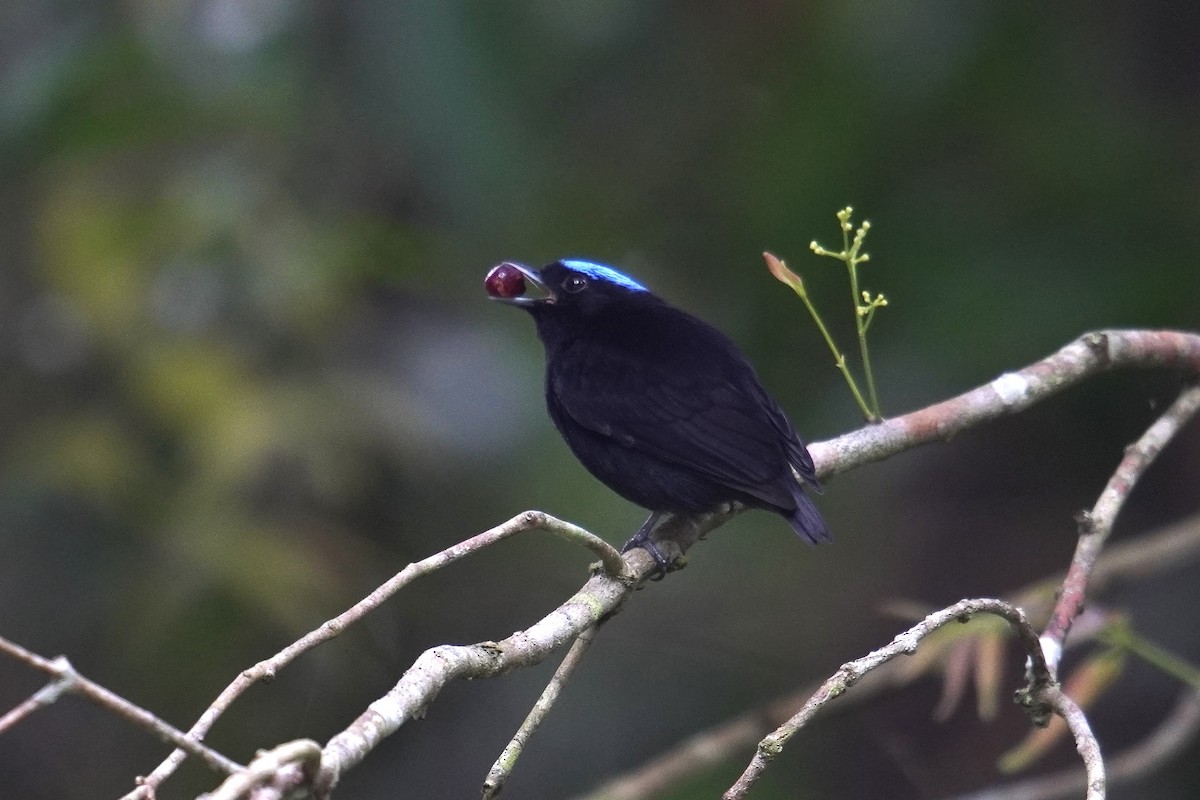 Samtpipra - ML649433076