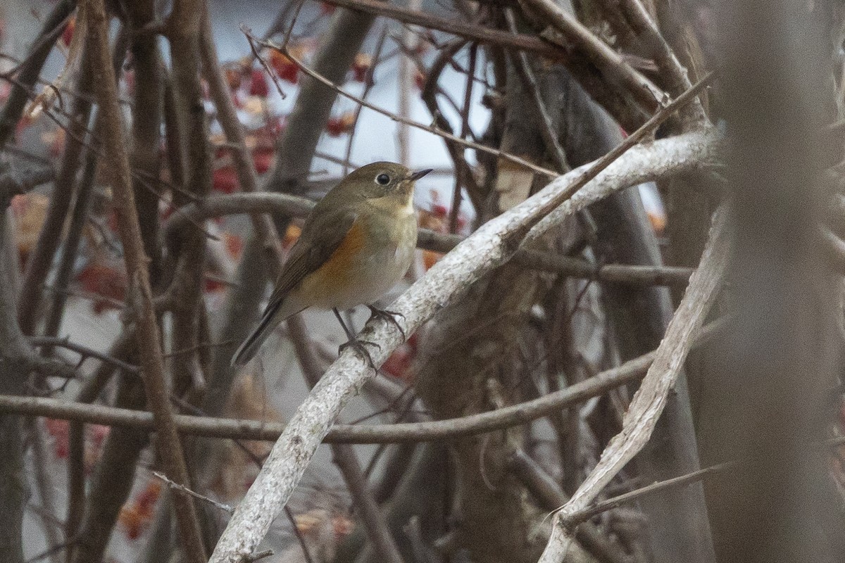 Blauschwanz - ML649433077