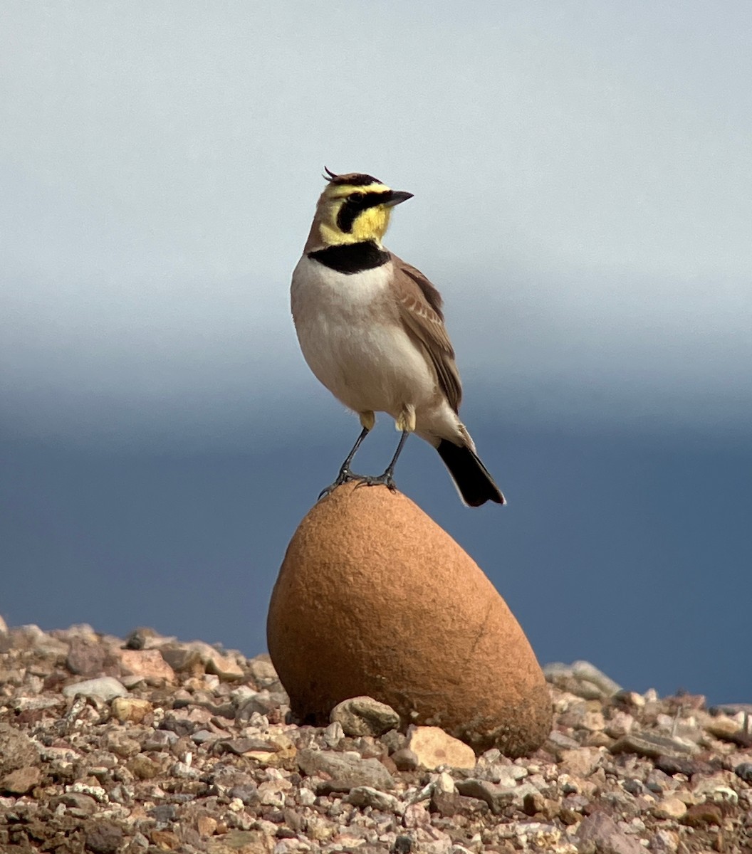 Ohrenlerche - ML649433079