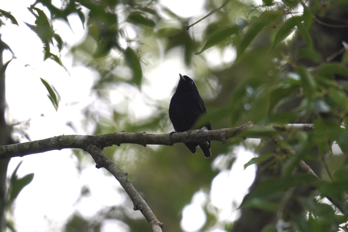 Samtpipra - ML649433080