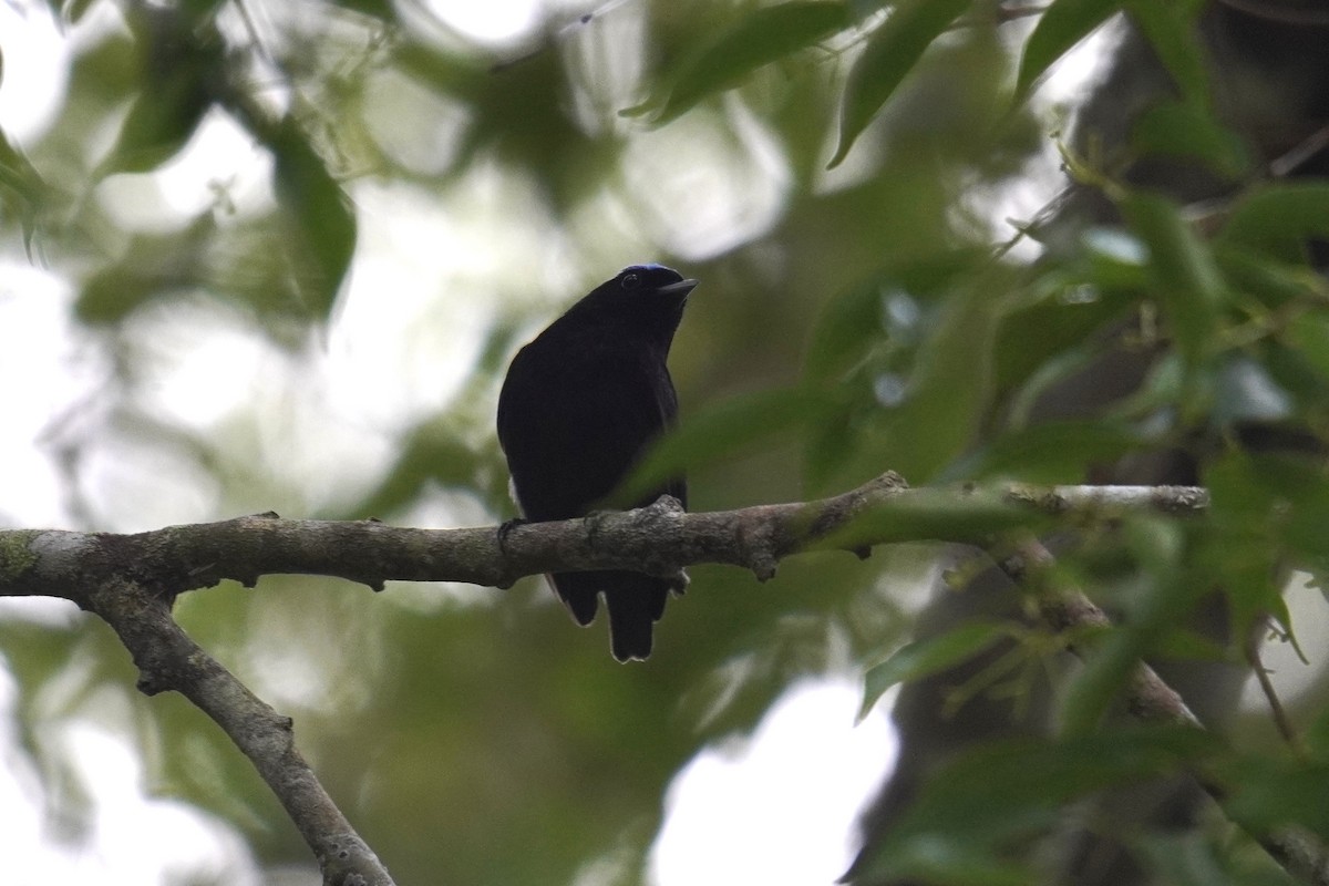 Samtpipra - ML649433084