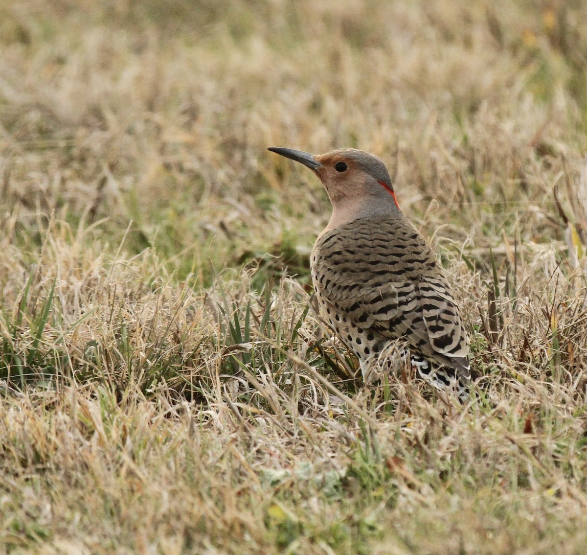 Goldspecht - ML649433085