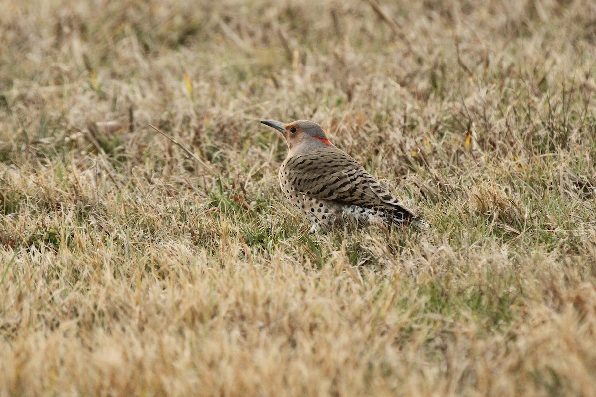 Goldspecht - ML649433086