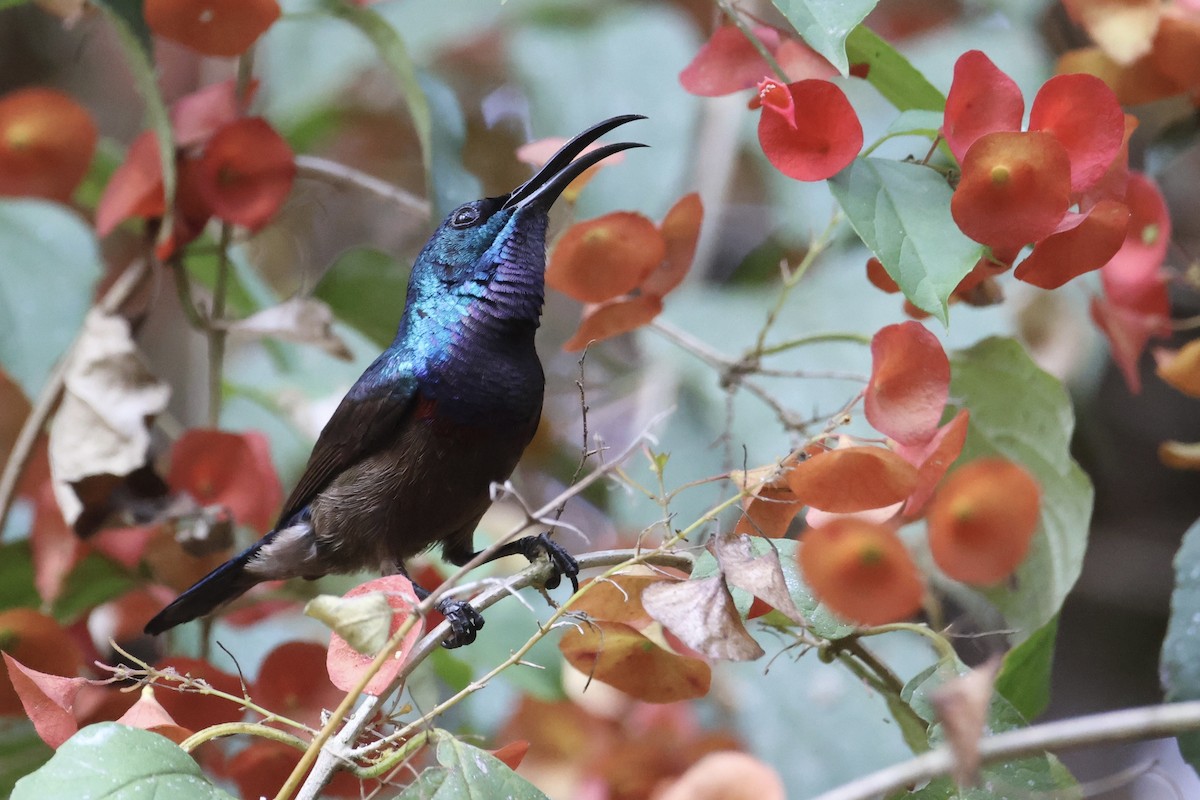 Lotennektarvogel - ML649433087