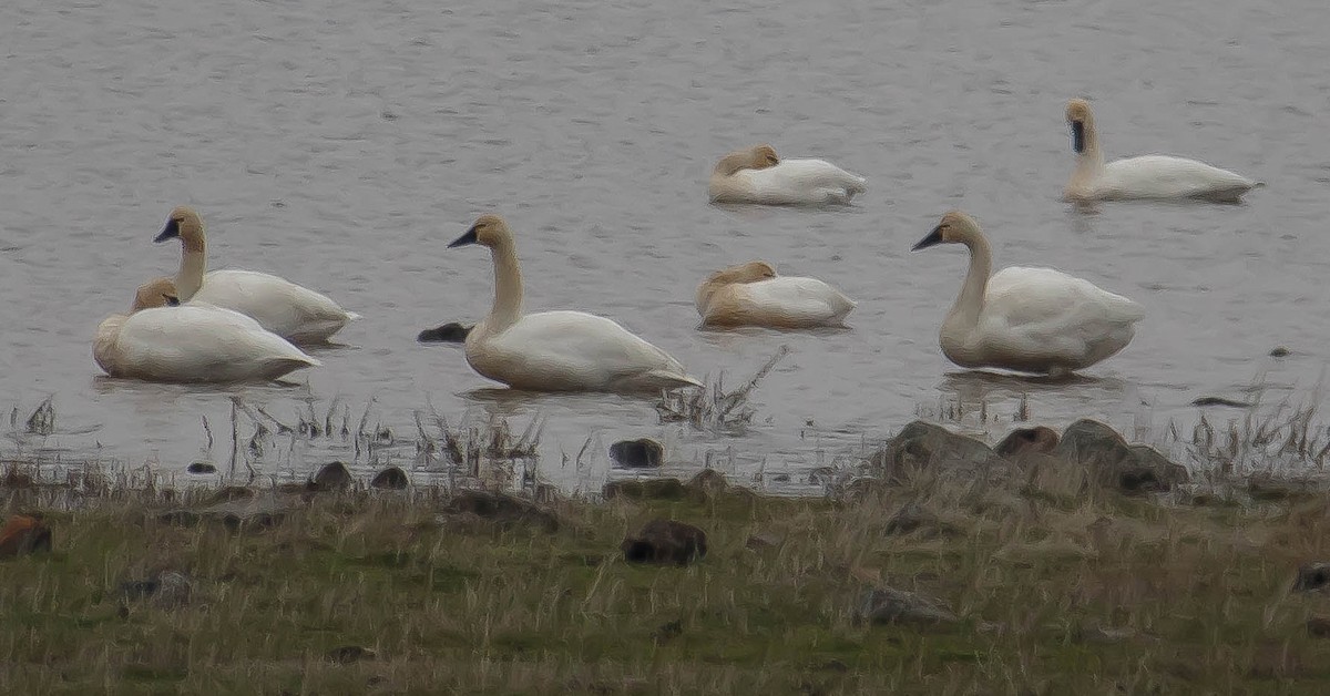 Zwergschwan - ML649433088