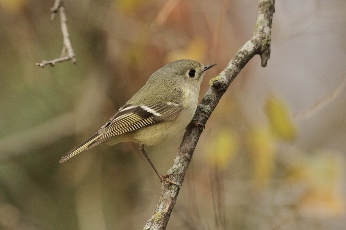 Rubingoldhähnchen - ML649433090