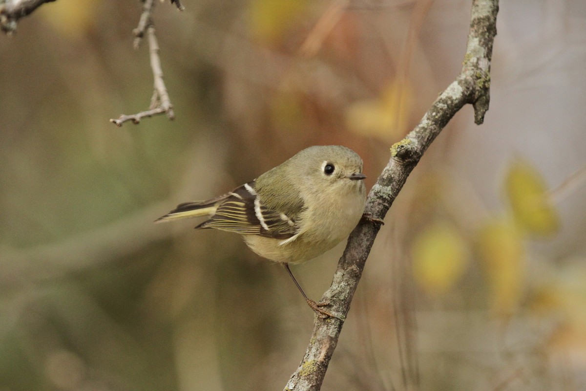 Rubingoldhähnchen - ML649433091