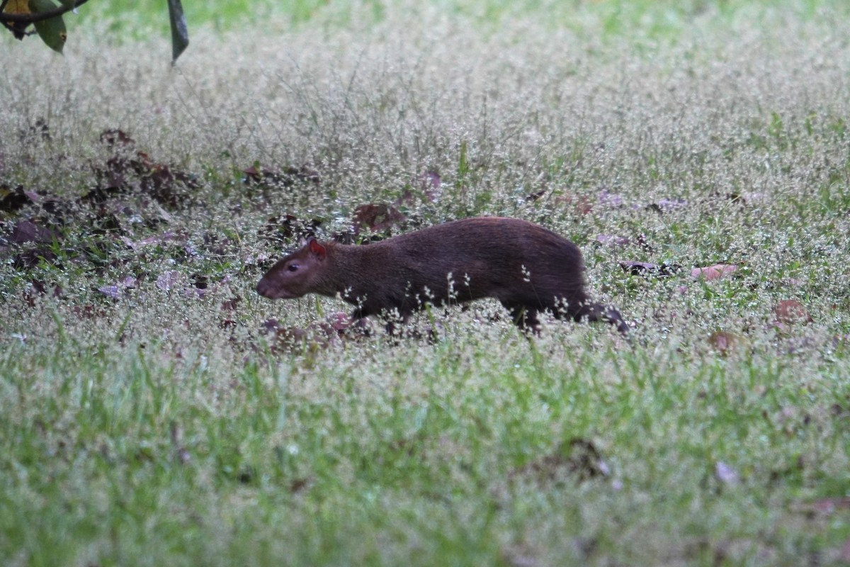 Mittelamerikanisches Aguti - ML649433092