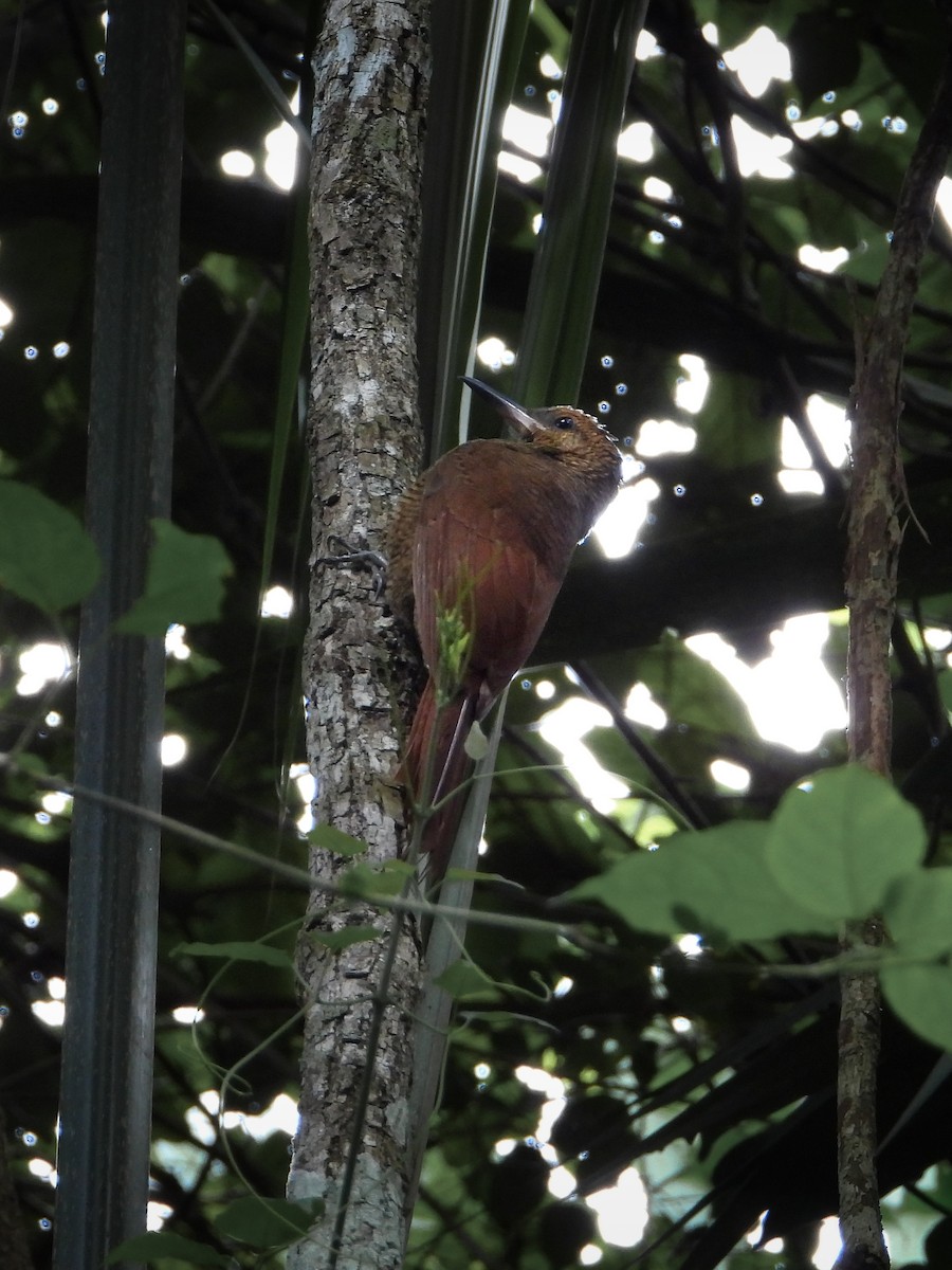 Mexiko-Bindenbaumsteiger [sanctithomae-Gruppe] - ML649433095