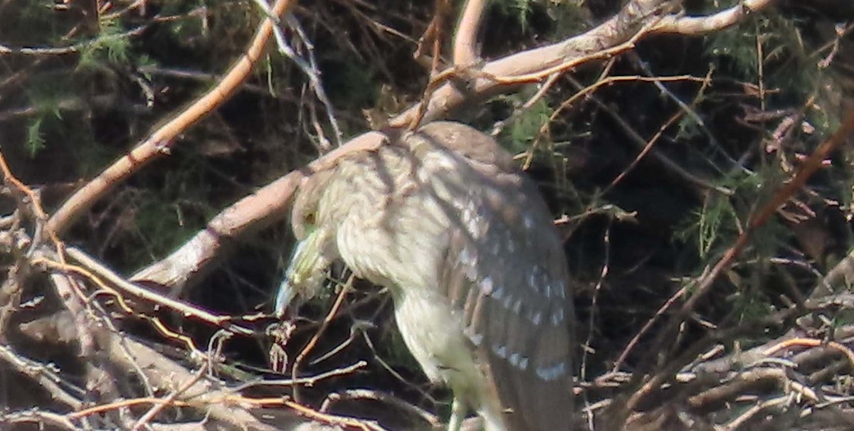 Nachtreiher - ML649433096