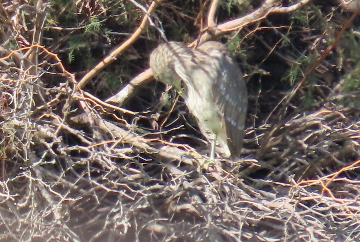 Nachtreiher - ML649433097