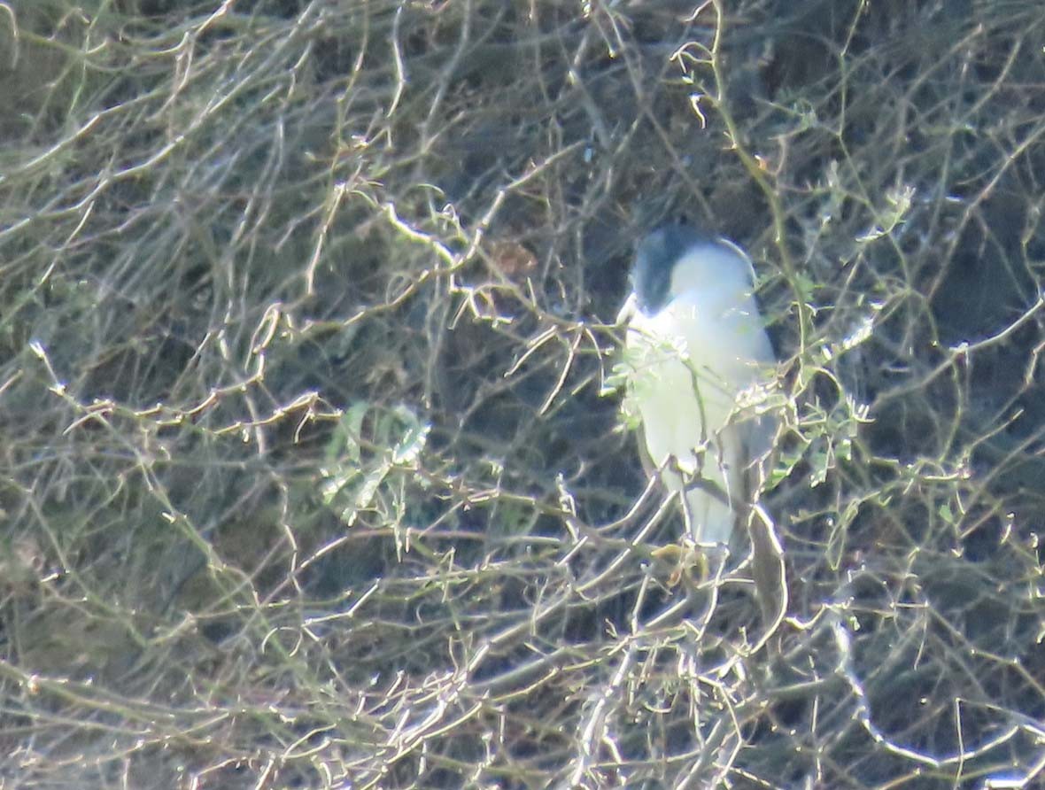 Nachtreiher - ML649433098