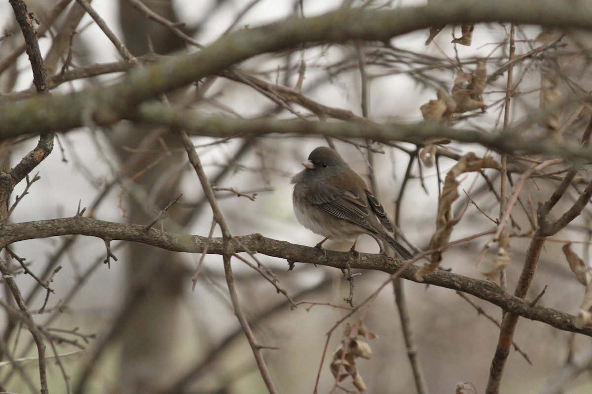 Winterammer - ML649433099