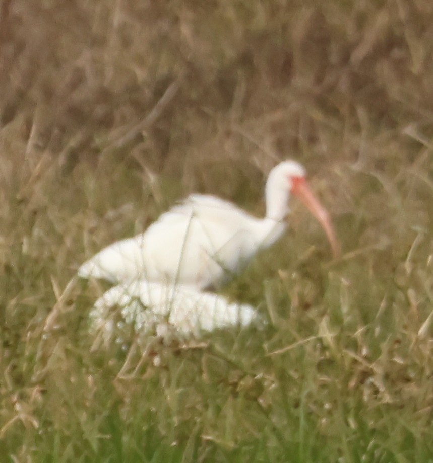 Schneesichler - ML649433100