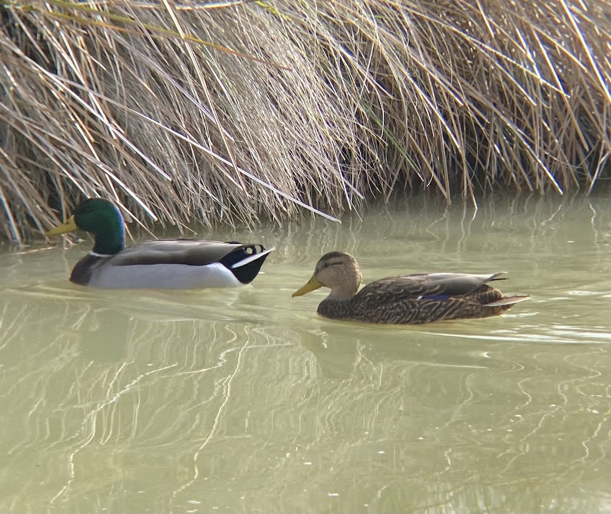 Mexikoente - ML649433101