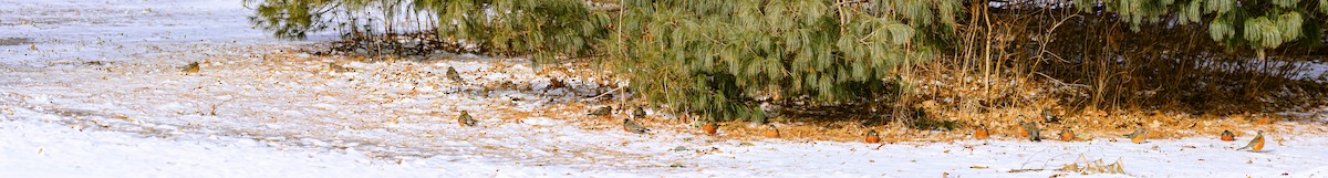 Wanderdrossel - ML649433104