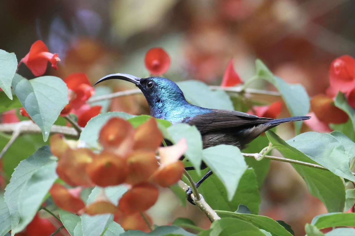 Lotennektarvogel - ML649433105