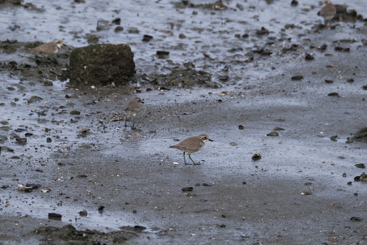 Chorlitejo Siberiano - ML649433593