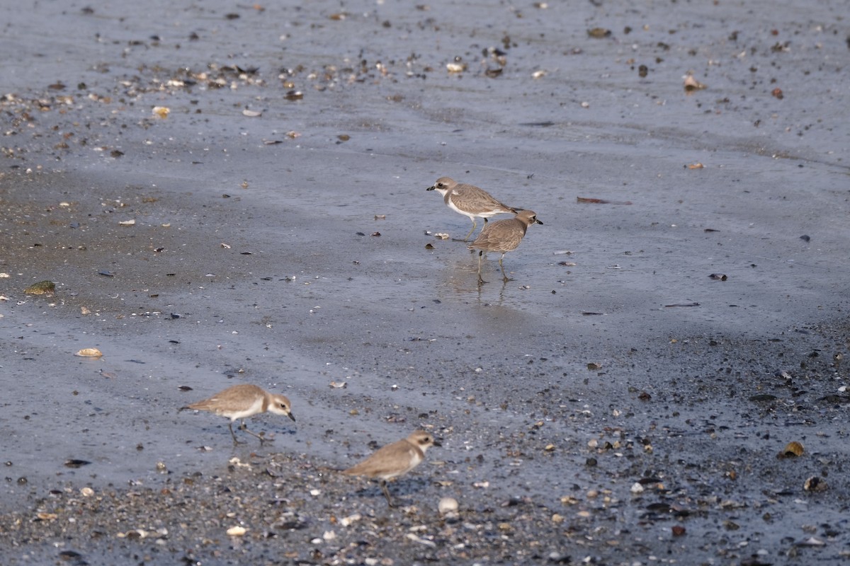 Chorlitejo Siberiano - ML649433596