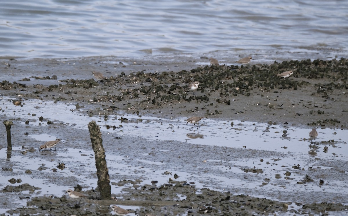 Chorlitejo Siberiano - ML649433598