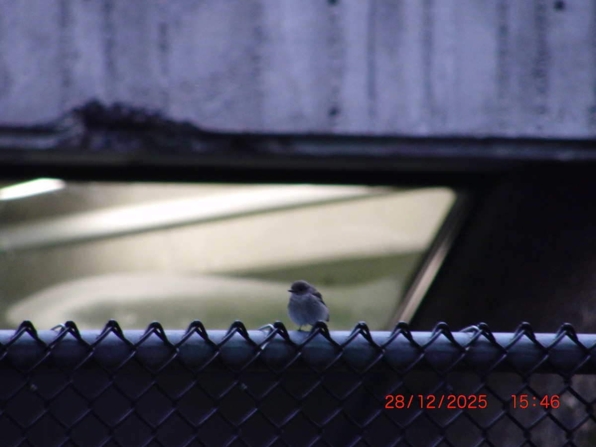 Papamoscas de la Taiga - ML649433602