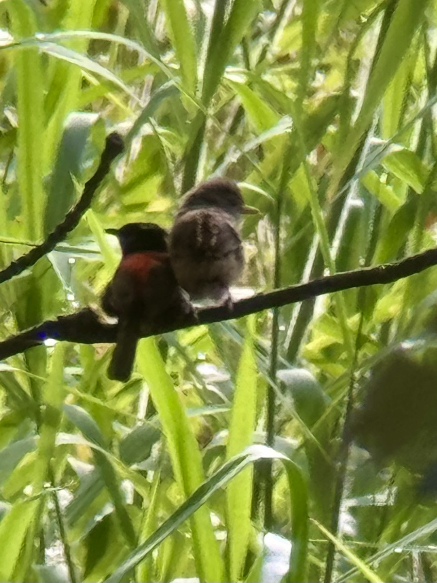 Maluro Dorsirrojo - ML649433604