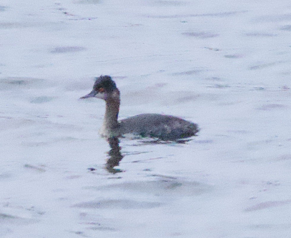 Zampullín Cuellinegro - ML649433606