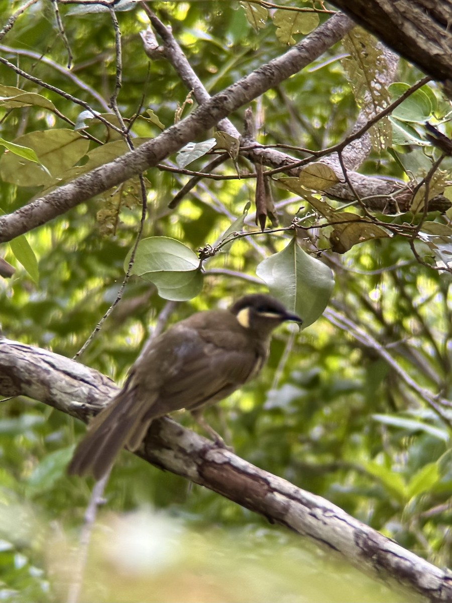 Mielero de Lewin - ML649433608