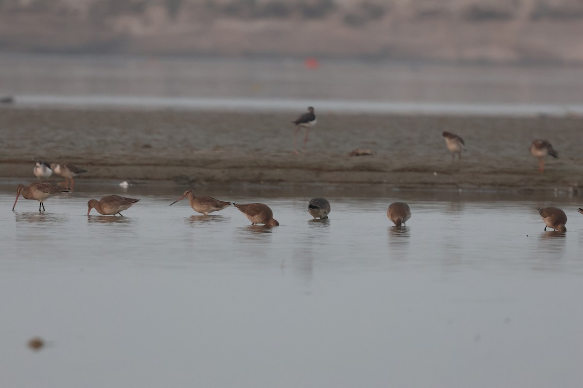 Aguja Colinegra - ML649433609