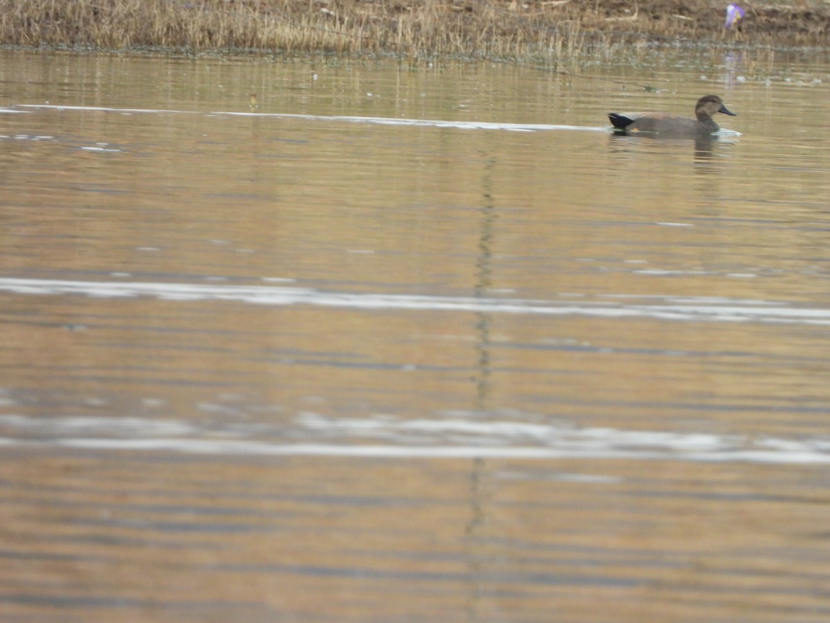 Ánade Friso - ML649433611