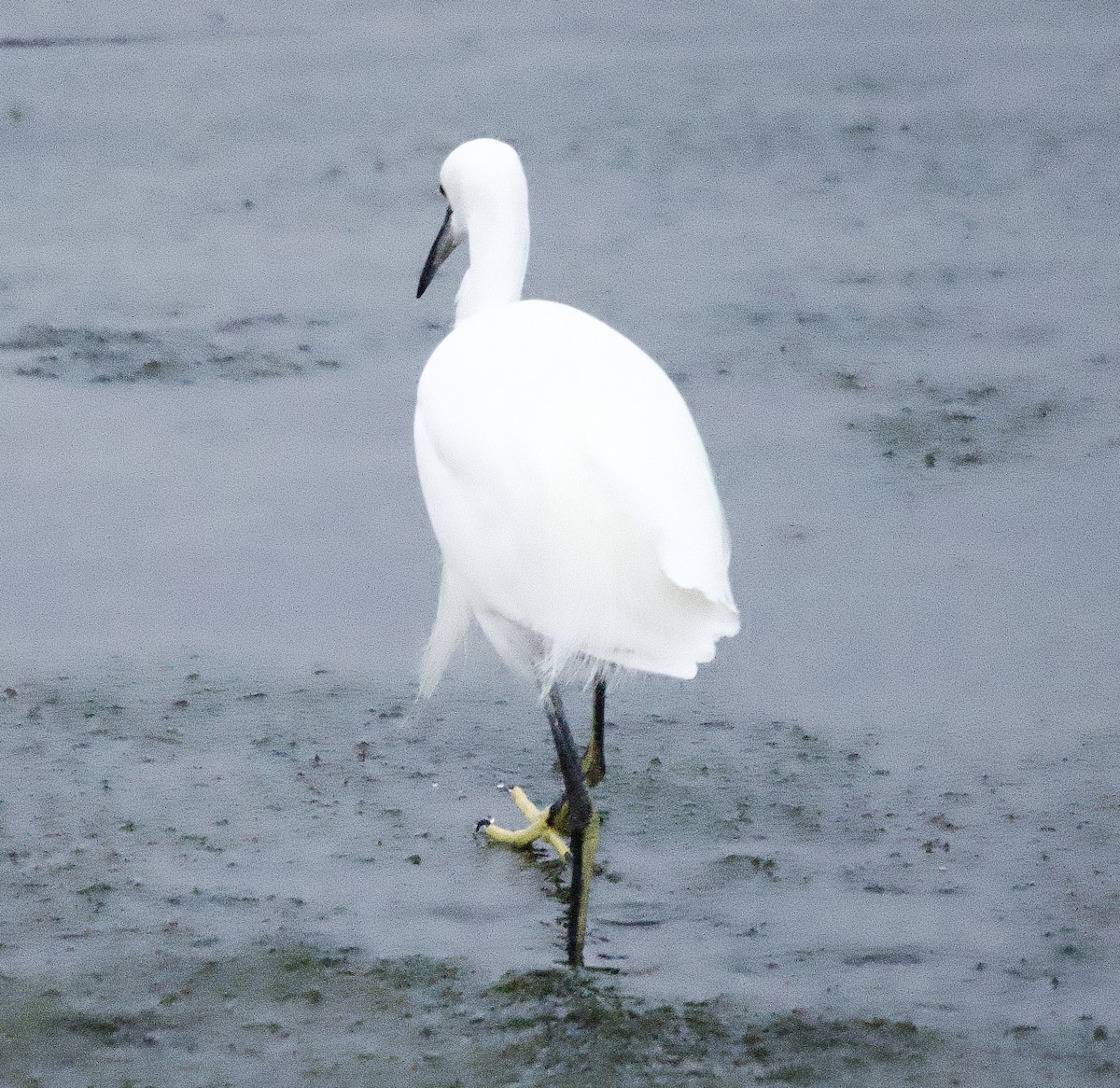 Garceta Nívea - ML649433613